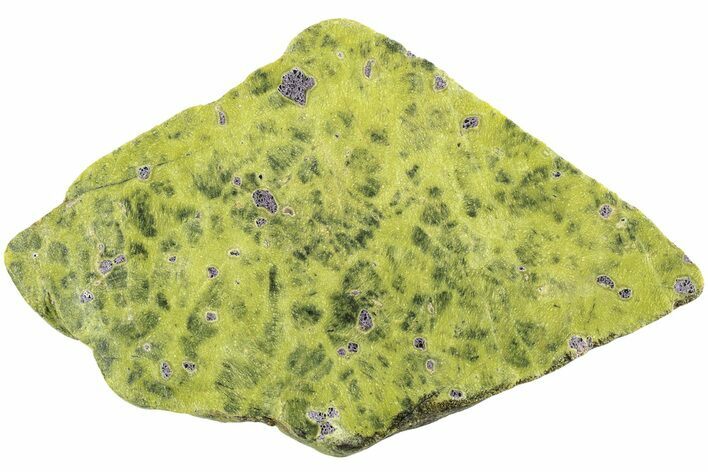 Polished Atlantisite Slab - Western Tasmania #221656